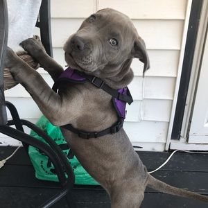 Meet your Posher, Frank